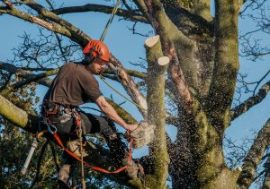 Tree lopping