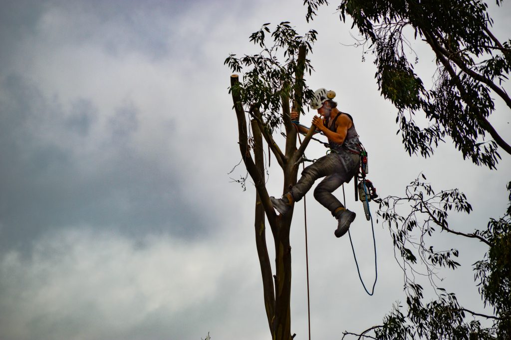 tree surgery angus