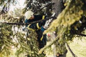 Tree services Perth