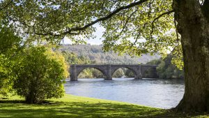 tree in Perthshire