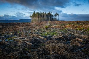 uncleared vegetation