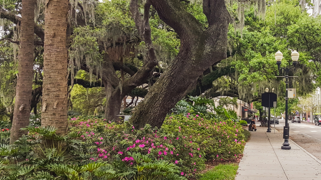 Challenges of urban environments for trees