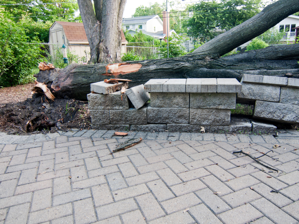 Emergency Tree Removal: What to Do When a Tree Falls on Your Property
